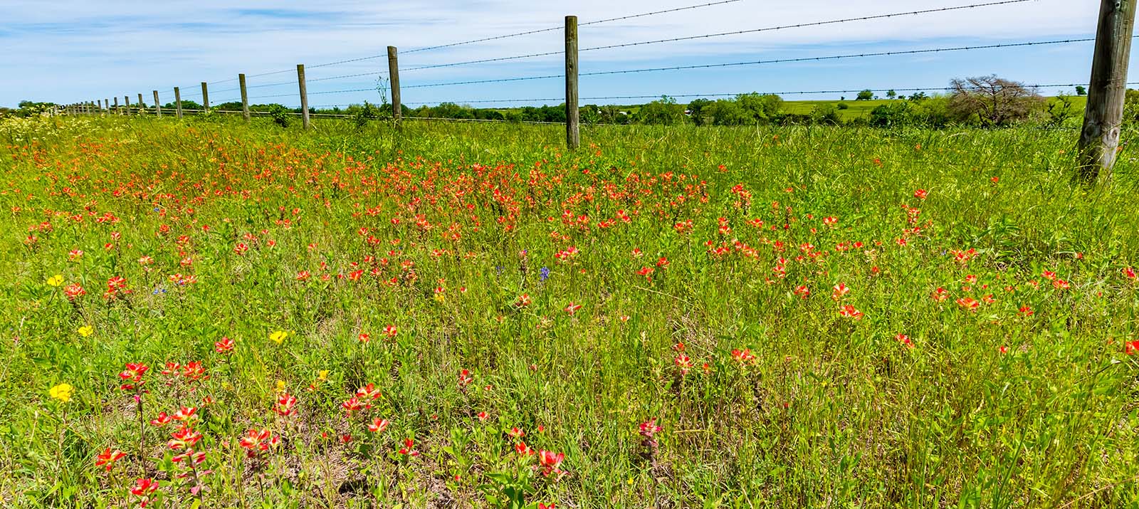 A rural Texas land with wildflowers