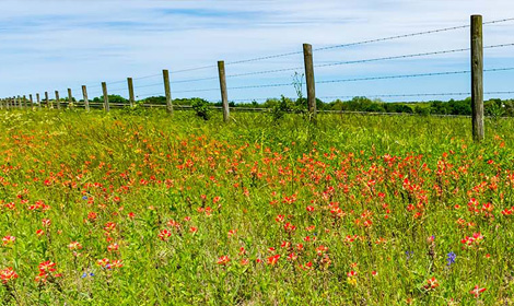 exterior view of an open field in Texas with a wire fence