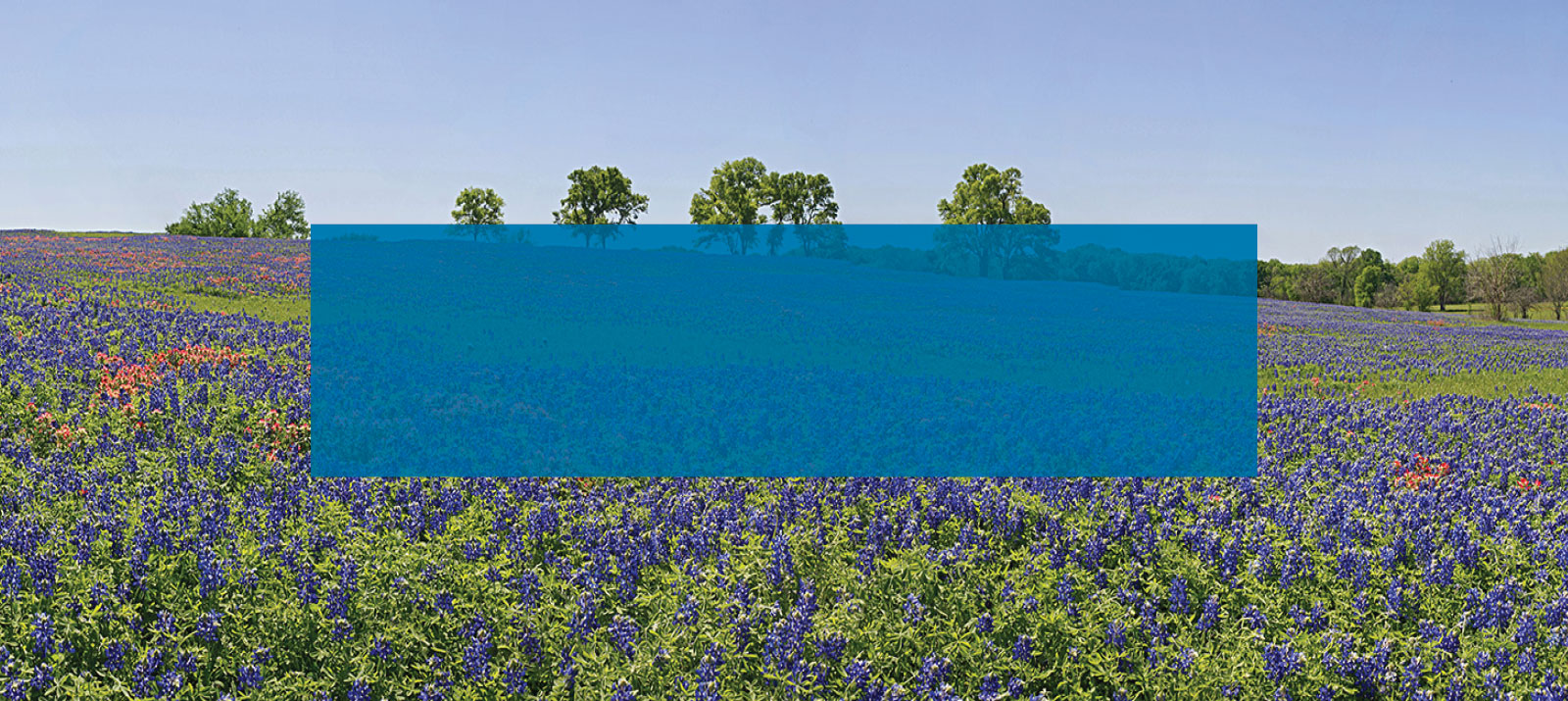 image of blue bonnets in field with blue text box