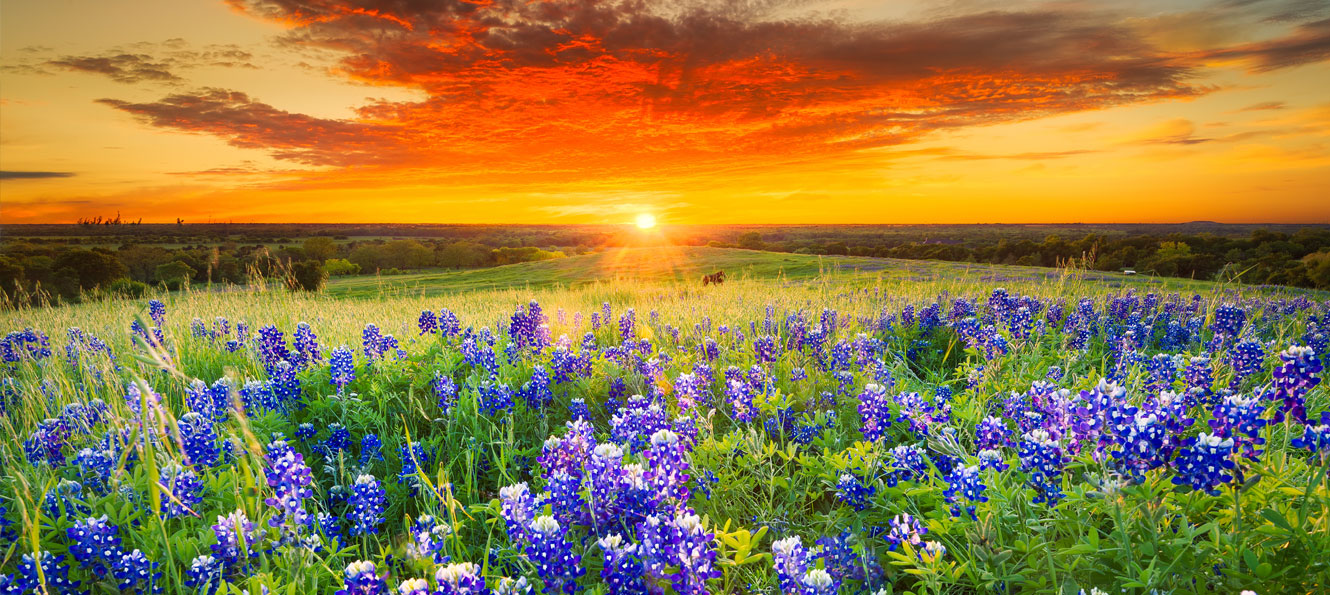 Bluebonnets in a field at sunset in Texas
