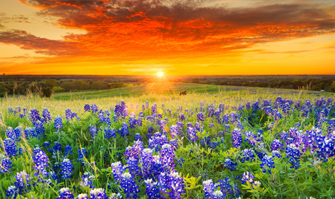 Sunset over a field of bluebonnets in Texas